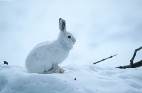 Snowshoe Hare (Lepus americanus), Montana, USA, side, North America