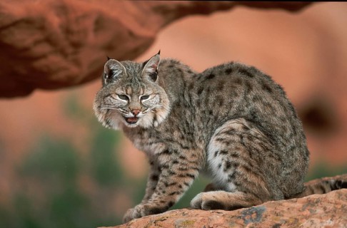 Bobcat (Lynx rufus), side