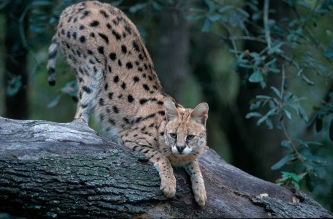 Serval (Felis serval) South_Africa, South Africa, Africa