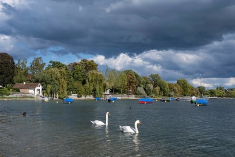 Two Mute Swans on the shore of Lake Constance near Radolfzell, Constance County, Baden-Württemberg,