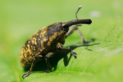 Thistle weevil (Larinus turbinatus), beetle with funny long nose, on leaf, macro, Isental, Bavaria,
