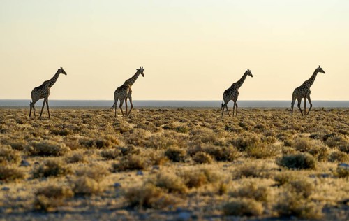 Angolan Giraffes (Giraffa camelopardalis angolensis) running one after another in the steppe,