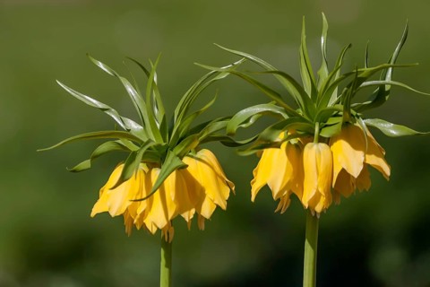 Kaiser's crown (Fritillaria imperialis) yellow flowering, Rhineland-Palatinate, Germany, Europe