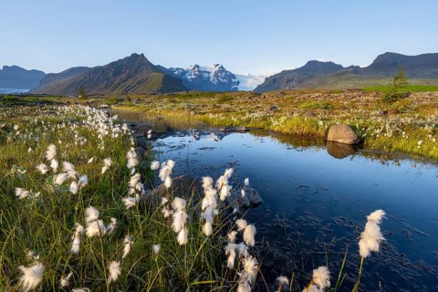 Reflection in a river with cotton grass, view of glacier tongues and mountains, glacier tongue