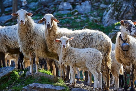 A flock of sheep including a lamb is standing on a rocky ground, a lamb is in the centre, Palea