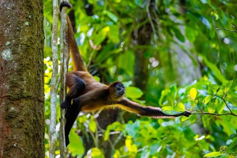 Geoffroy's spider monkey (Ateles geoffroyi) climbing a tree in the jungle, Tortuguero National