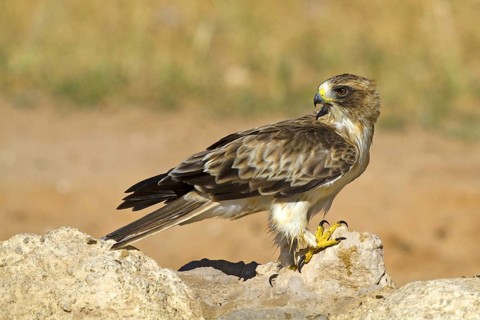 Booted Eagle (Hieraaetus pennatus), at the waterhole Kalahari South Africa