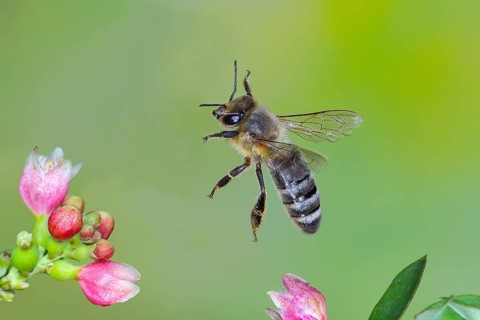 European honey bee (Apis mellifera) bee in flight, between the flowers of the common snowberry