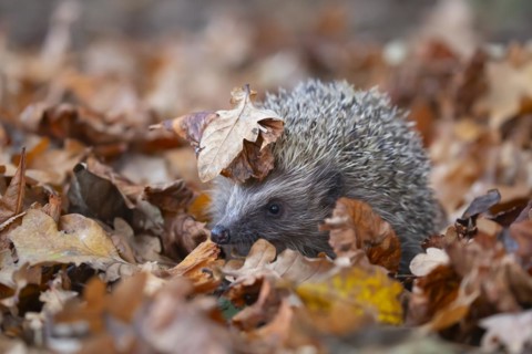 European hedgehog (Erinaceus europaeus) adult animal amongst fallen autumn leaves, England, United