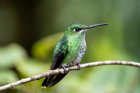 Green-crowned brilliant (Heliodoxa jacula), adult female sitting on a branch, Monteverde Cloud