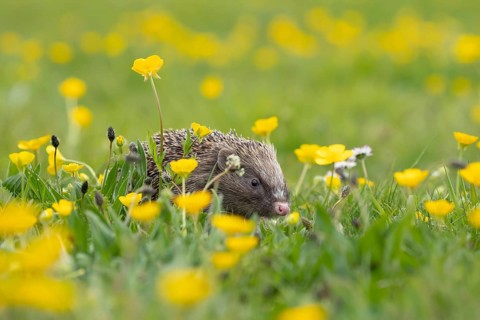 European hedgehog (Erinaceus europaeus) adult animal in a spring time meadow with flowering