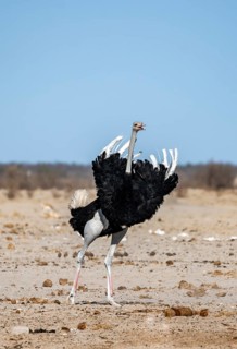 African ostrich (Struthio camelus), adult male, raising his feathers and calling, threatening
