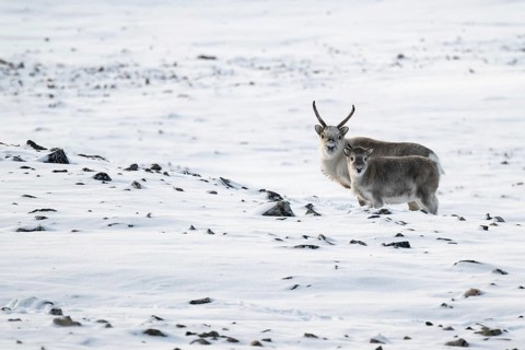 Spitsbergen reindeer with calf in a wintery snowy landscape, Snaddvika Bay, Murchisonfjord,