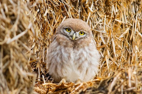 Little owl (Athene noctua) young bird sitting on a bale of straw, endangered bird species in
