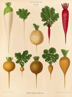 Vegetable, radish, after Ernst Samuel Benary (10 November 1819, 19 February 1893), Hessian