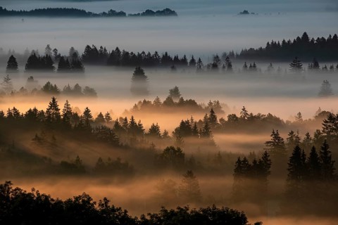 Fog between trees in the morning light, backlight, autumn, Loisach-Lake Kochel moor, Alpine
