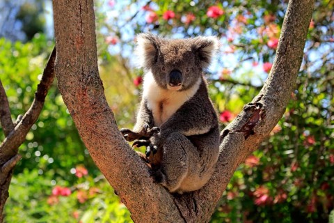 Koala (Phascolarctos cinereus), adult on tree, Kangaroo Island, South Australia, Australia, Oceania