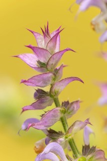 Close-up of a clary (Salvia sclarea) flower with fine details of the petals against a yellow
