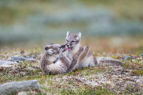 Arctic foxes (Alopex lagopus), puppies playfully fight, Varanger, Finnmark, Norway, Europe