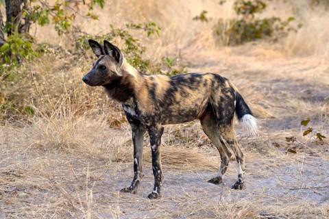 African wild dog (Lycaon pictus), Gomoti Plains, Okavango Delta, Botswana, Africa