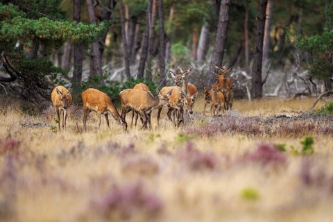 Red deer (Cervus elaphus) in the Hoge Veluwe National Park, Netherlands