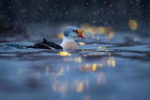 King eider (Somateria spectabilis), male, reflections of lights in the harbour, snowfall,