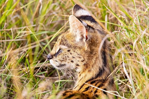 Serval (Leptailurus serval) Masai Mara Kenya