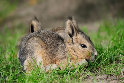 Patagonian mara (Dolichotis patagonum) or greater mara, juvenile, captive, occurrence in Argentina