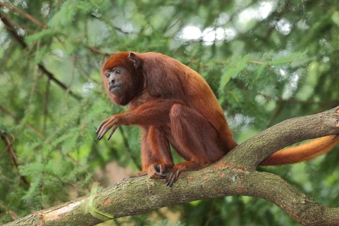 Venezuelan red howler (Alouatta seniculus), adult, captive