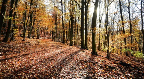 Autumn atmosphere, forest, Iserlohn, Germany, Europe