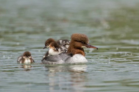 Common merganser (Mergus merganser), female carrying chicks on her back, Upper Austria, Austria,