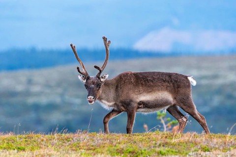 Reindeer (Rangifer tarandus), direct view, Lapland, Sweden, Europe