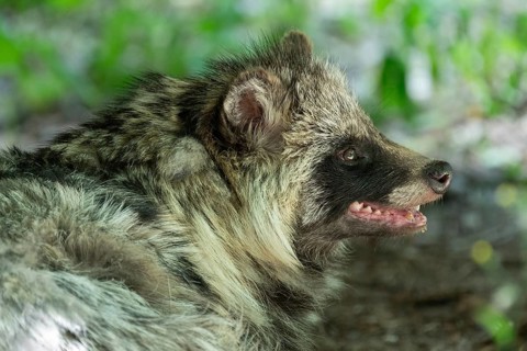 Raccoon dog (Nyctereutes procyonoides), portrait, captive, Hesse, Germany, Europe