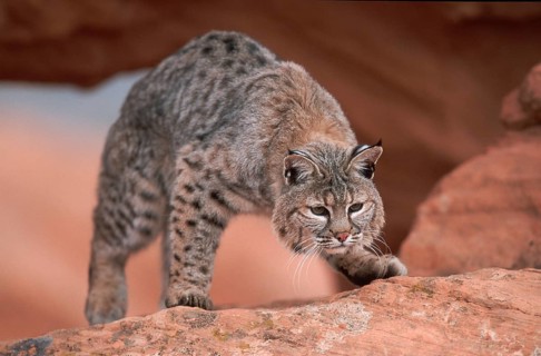 Bobcat (Lynx rufus)