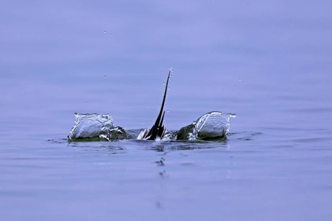 Long-tailed duck (Clangula hyemalis) male at sea diving underwater in winter