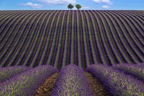 Two trees in an undulating lavender field, flowering true lavender (Lavandula angustifolia), D56,