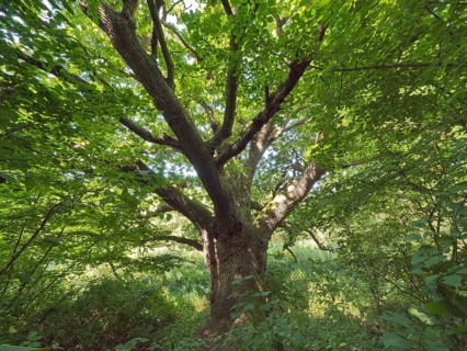 The 300-year-old Klopstock Oak, a tree with a crown diameter of 24m, close to Lake Schaalsee is a