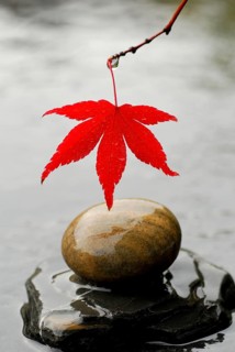 Leaf and round stone, Downy Japanese Maple (Acer japonicum) sycamore