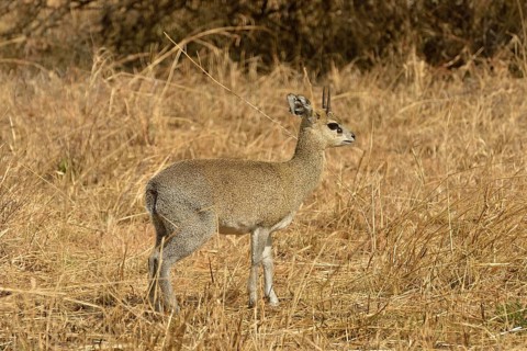 Kirk's Dik-dik (Madoqua kirkii), Serengeti National Park, Serengeti, Tanzania, Africa