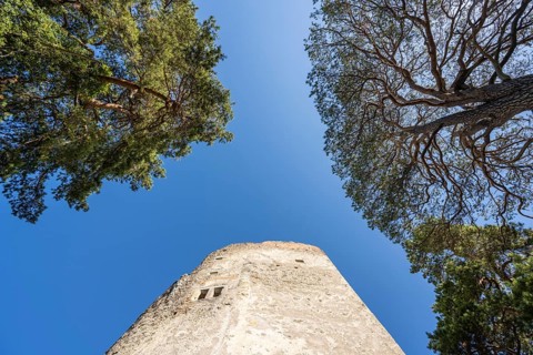 The ruins of Altbodman Castle from a frog's perspective, Bodman-Ludwigshafen, Constance district,