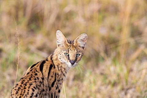 Serval (Leptailurus serval) Masai Mara Kenya
