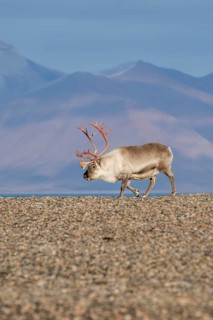 Svalbard Reindeer (Rangifer tarandus platyrhynchus), male, bull with blood-red antlers, tundra in
