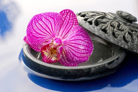Orchid flower in bowl (Phalaenopsis)