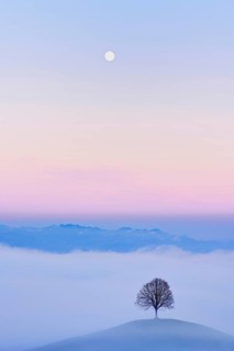 Linden tree (Tilia), in drumlin landscape in the fog, in the light of the blue hour and full moon,
