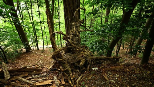 Forest damage in the Sauerland region has caused about 40 % of the spruce stand, especially in