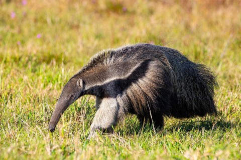 Giant anteater (Myrmecophaga tridactyla) Pantanal Brazil