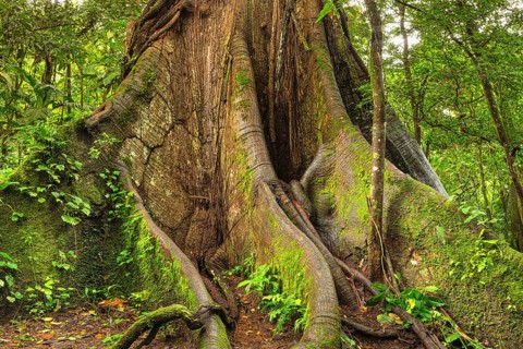 30 metre high kapok silk-cotton tree (Ceiba pentandra) in the rainforest of Arenal National Park,