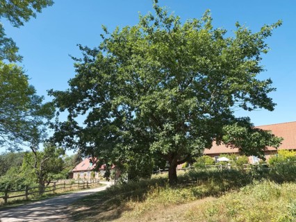 The Unity Oak, planted after the fall of the Berlin Wall, in the Schaalsee UNESCO Biosphere