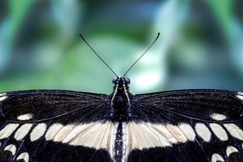 King swallowtail (Papilio thoas), captive, close-up, top view of wings, head and antennae,