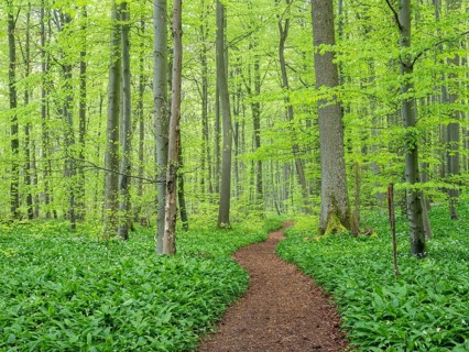 Hiking trail winds through near-natural beech forest with ramson (Allium ursinum) in spring,